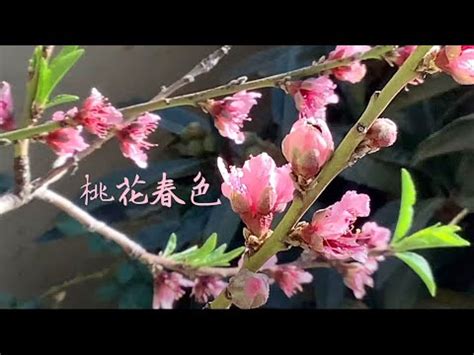 桃花結果風水|【桃花結果風水】桃花結果風水大解析！擺對這一盆，桃花朵朵開。